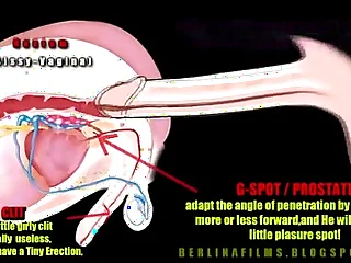 shemale anatomy